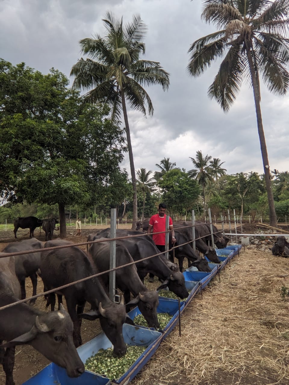 Buffalo Farming